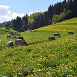 Bergwiese auf dem Weg Richtung Huot