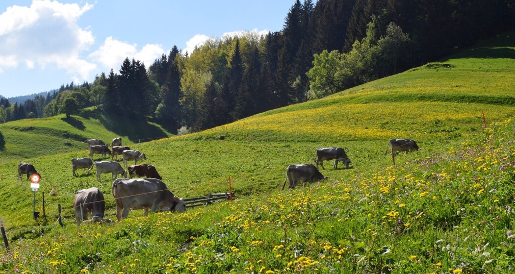 Bergwiese auf dem Weg Richtung Huot