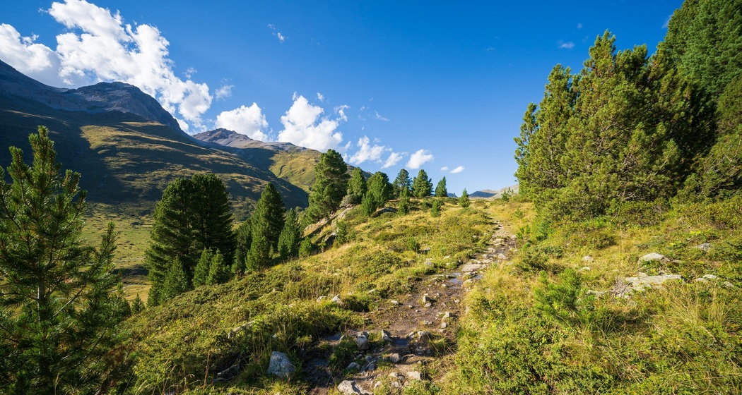 Im Arvenwald God da Tamangur.