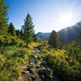 Dans la forêt d'aroles God da Tamangur.