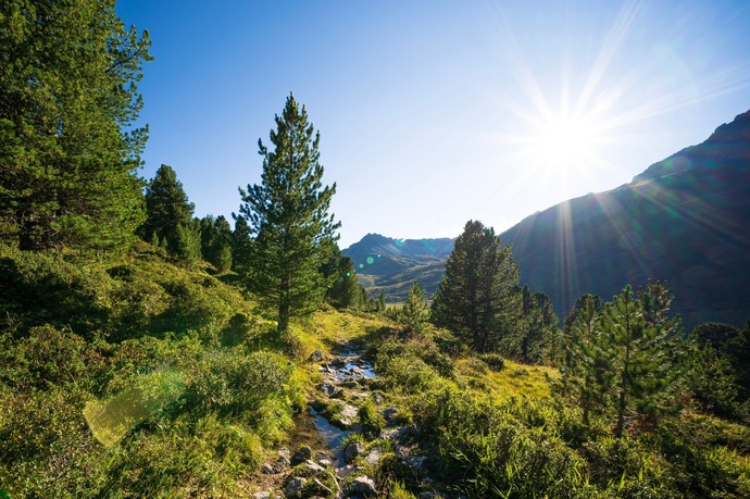 Dans la forêt d'aroles God da Tamangur.