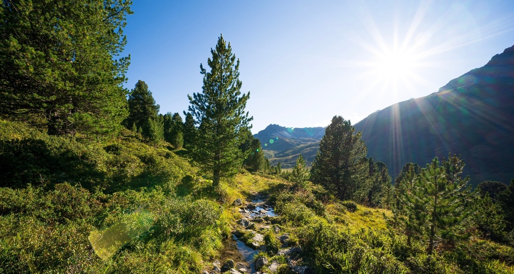 Im Arvenwald God da Tamangur.