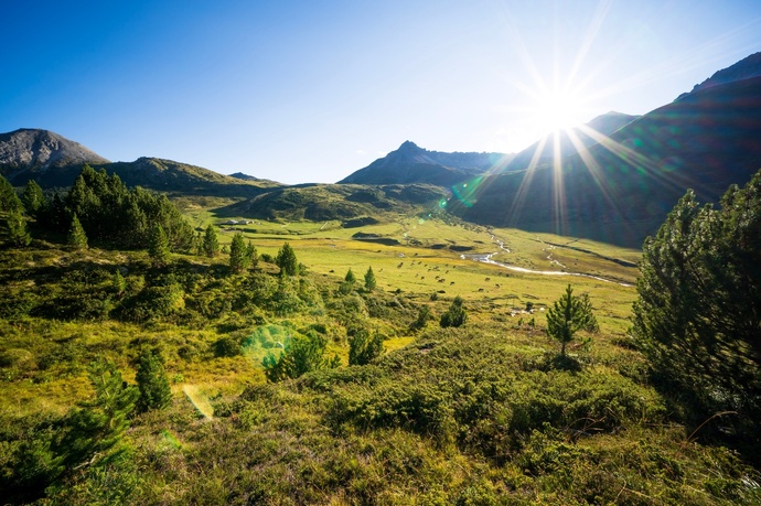 In the larch forest God da Tamangur just before the Alp Astras.
