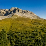 Der Arvenwald God da Tamangur im Val S-charl.