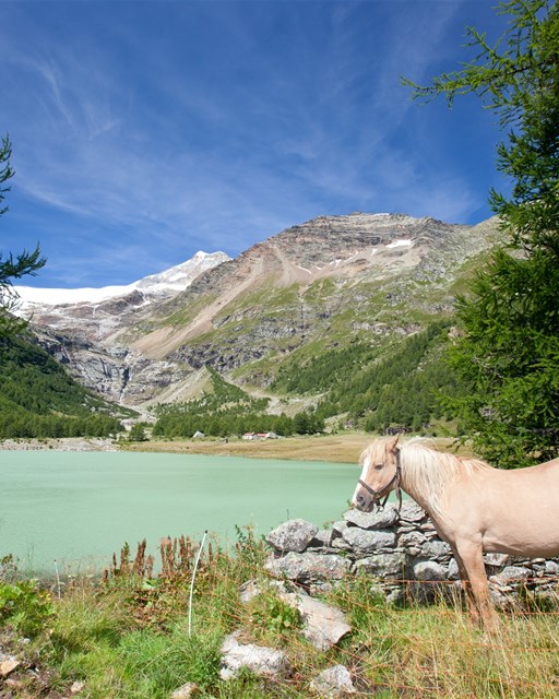 Palü