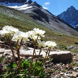 Radons - Tga / Val Faller (oua_54537848_image)