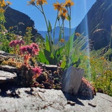 Radons - Tga / Val Faller (oua_54537859_image)