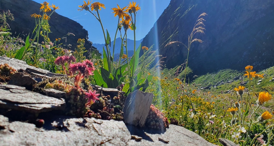 Radons - Tga / Val Faller (oua_54537859_image)