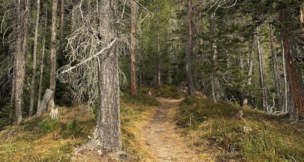 Naturwaldreservat La Niva Rundtour (oua_54757570_image)