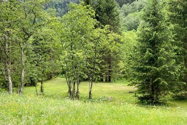 Campeggio " Aug da Ross" Augio - Comune di Rossa (oua_54771321_image)