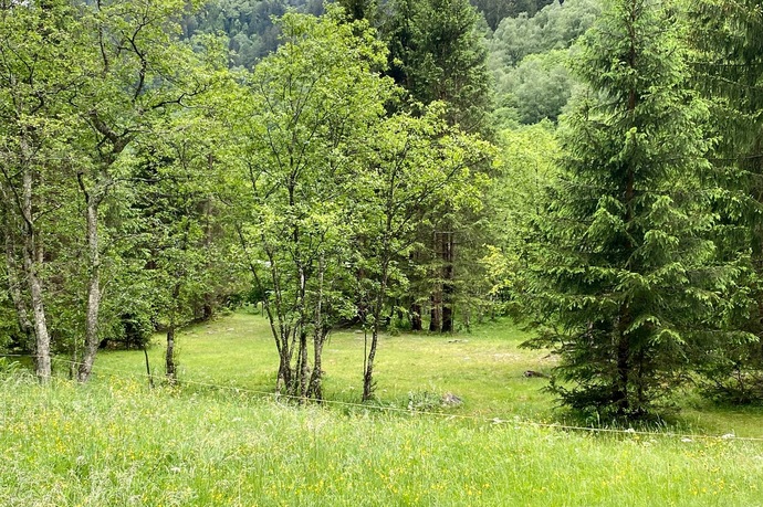 Campeggio " Aug da Ross" Augio - Comune di Rossa (oua_54771321_image)