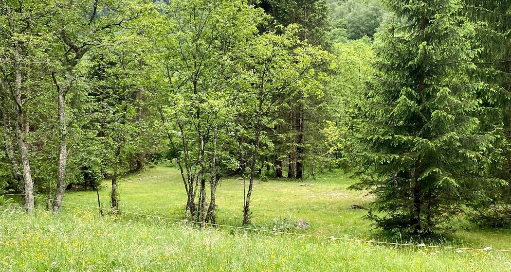 Campeggio " Aug da Ross" Augio - Comune di Rossa (oua_54771321_image)