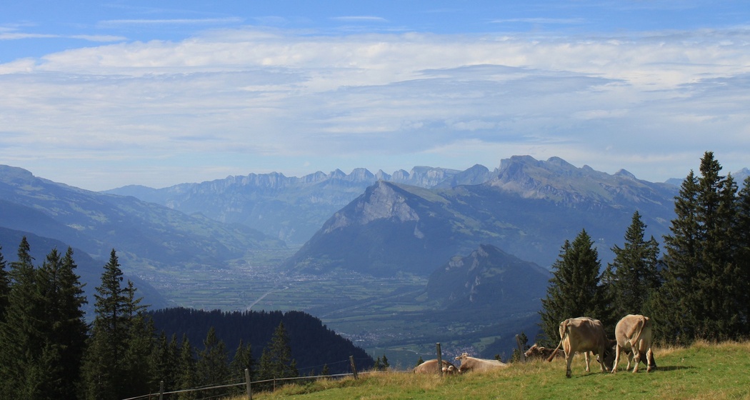 Tolle rundum Sicht am Furner Berg, z.B. ins Rheintal bis nach Sargans