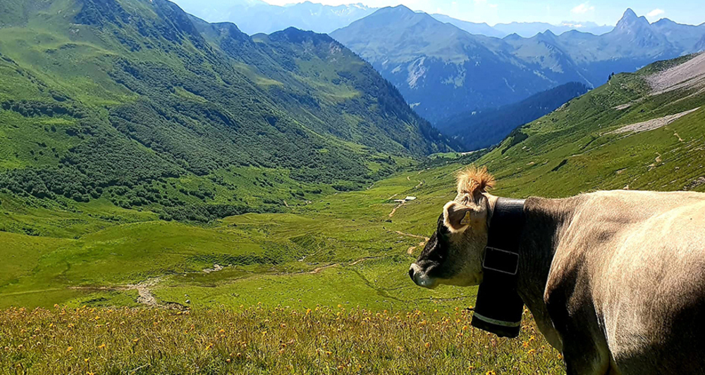 Ausblick in Richtung Valsertobel geniessen, warten bis Gäste vorbeikommen