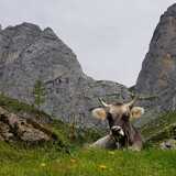 Grenzwache durch Rhätisches Grauvieh, direkt Unterhalb des Schweizertor