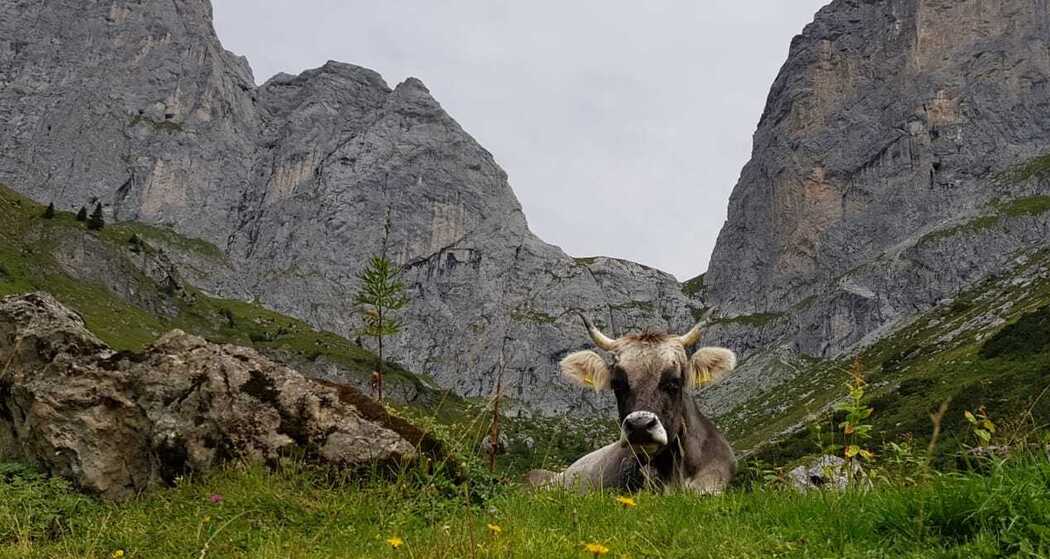 Grenzwache durch Rhätisches Grauvieh, direkt Unterhalb des Schweizertor