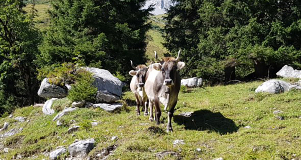 Zwei Feriengäste tauchen zwischen den Bäumen auf