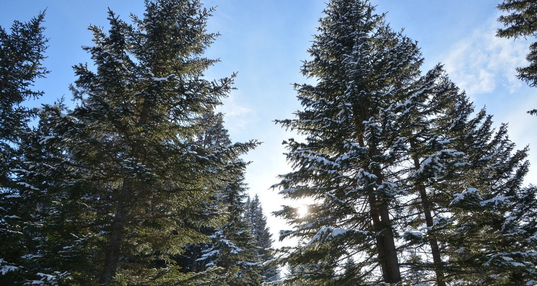 Tigignas - Parnoz - Savognin (oua_55198630_image)