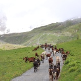 Alpaufzug zur Alp Suot