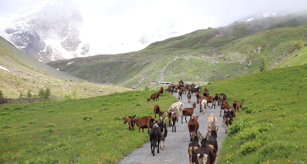 Alpaufzug zur Alp Suot