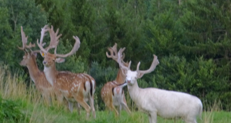 Hirschfarm Beizli (oua_55225597_image)