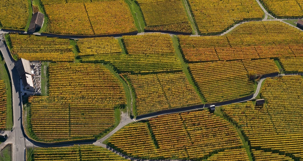 Der Alte Torkel Jenins und der Rebrundgang von oben
