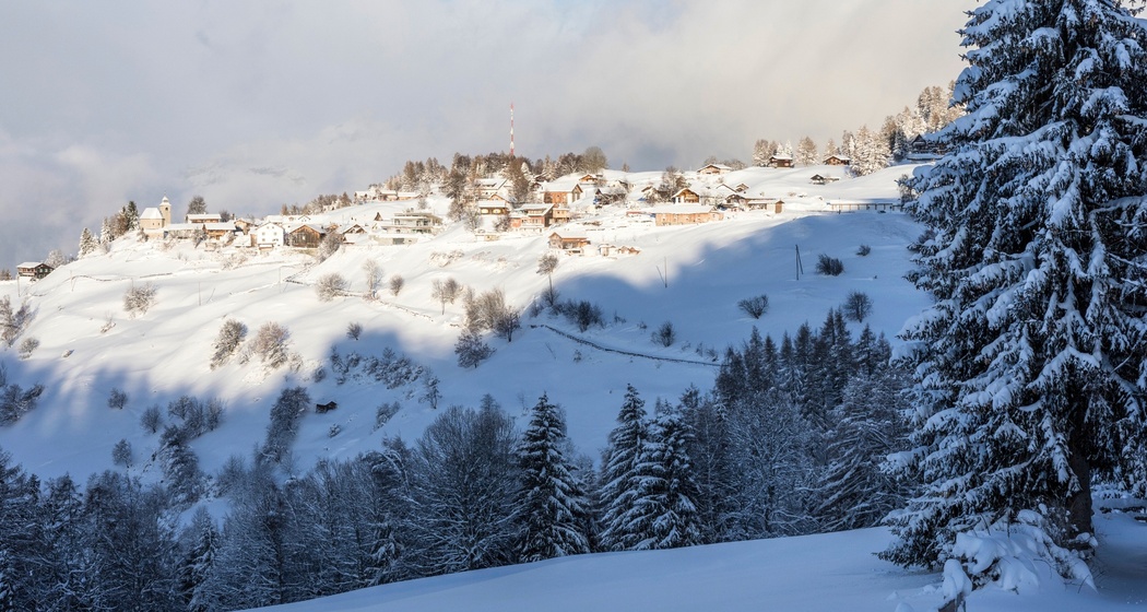 Feldis im Winter