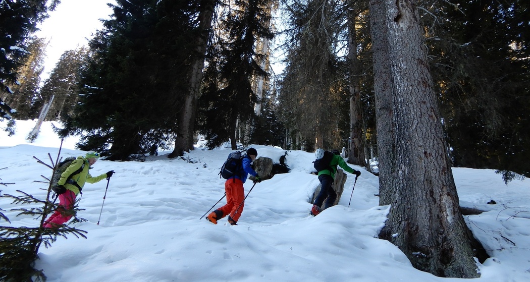 Wald - da müssen wir durch