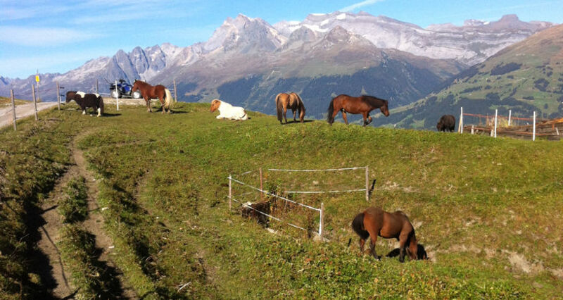 Reitschule Islandpferdehof Valata