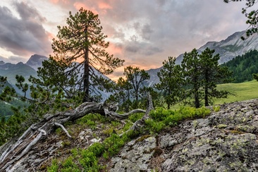 Natural Forest Crap Alv - Ervedi