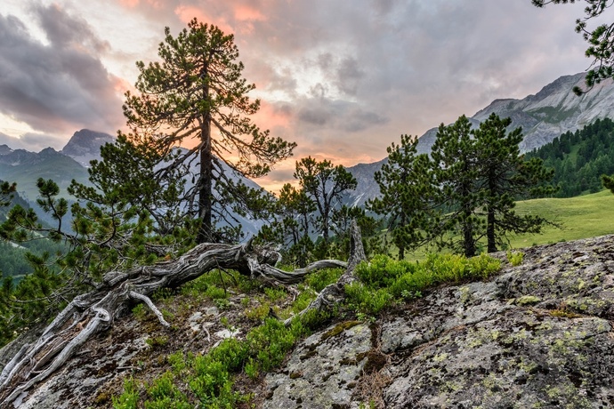 Bosco Naturale Crap Alv - Ervedi