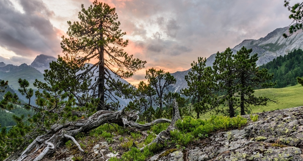 Naturwald Crap Alv - Ervedi