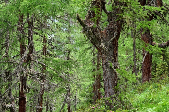 Natural forest Val Faller