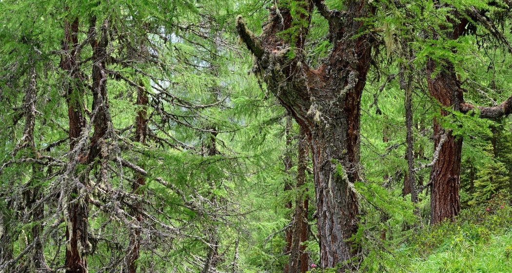 Naturwald Val Faller