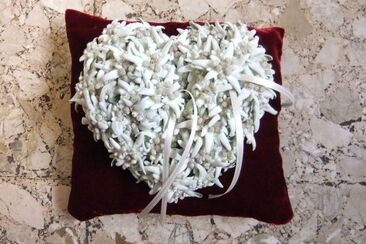 Fluors & Orticultura Malgiaritta (oua_56326826_image)