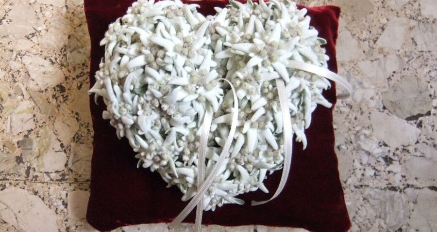 Fluors & Orticultura Malgiaritta (oua_56326826_image)