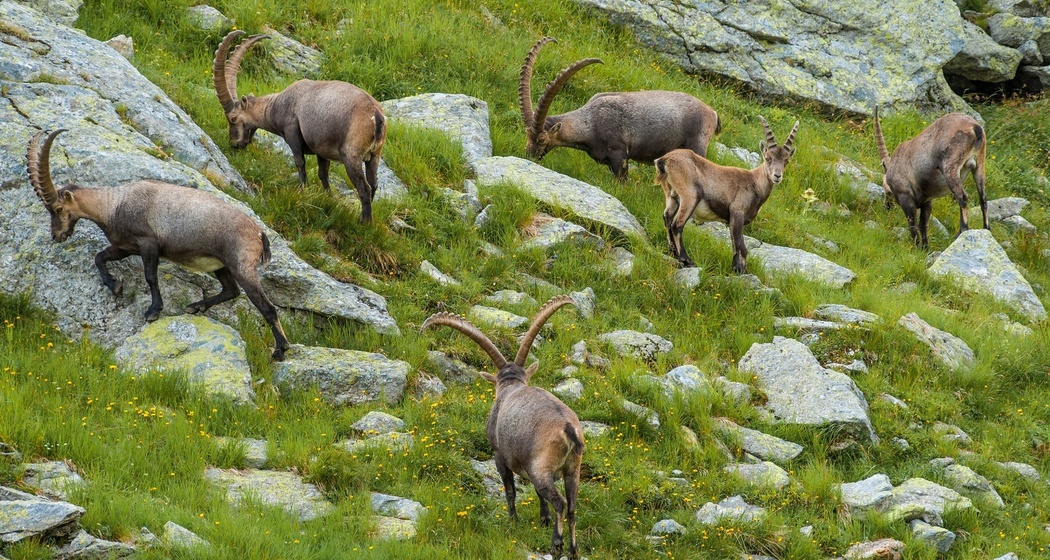 Die Bifertenhütte mit der Steinbock-Kolonie (oua_56633847_image)