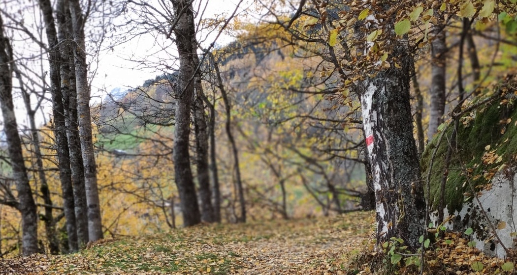 Uvreus (oua_56635442_image)