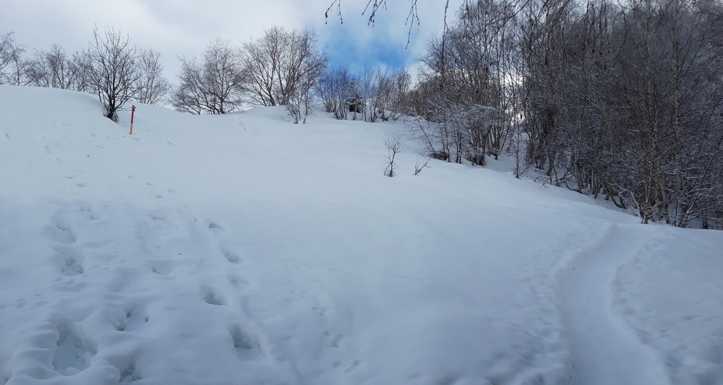 Durch den Birkenwald