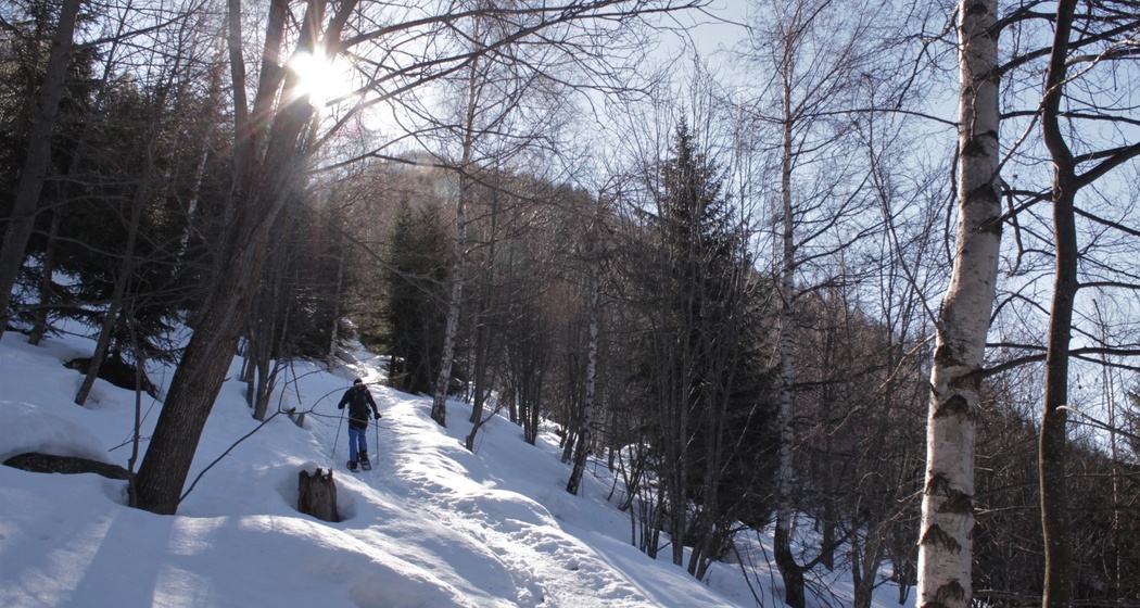 Aufstieg durch lichten Wald