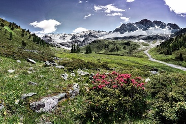 Arvenliebe (oua_56876139_image)