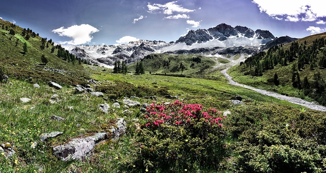 Arvenliebe (oua_56876139_image)