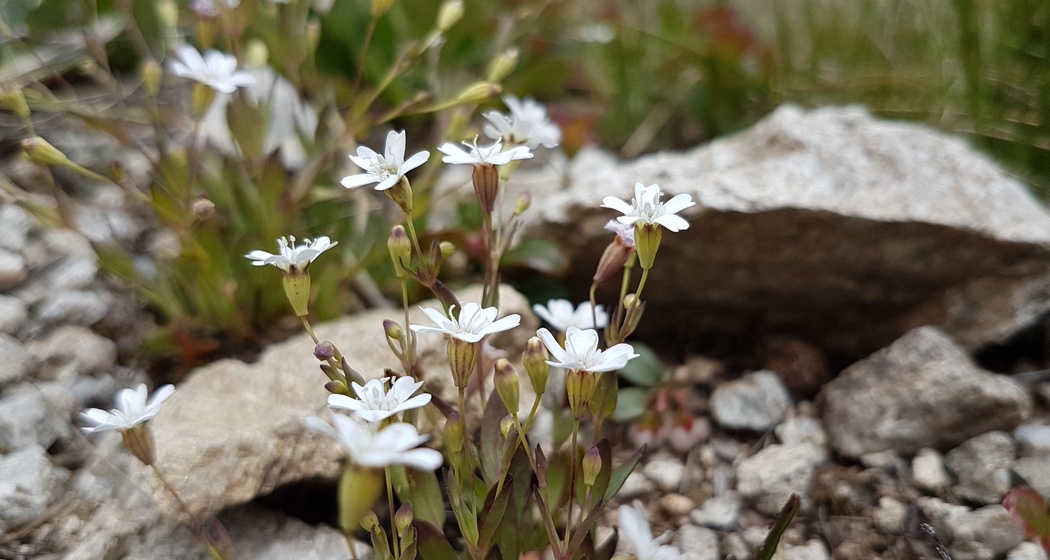 Kesch-Trek - Viertägige Hüttentour (4 Etappen) (oua_57062115_image)