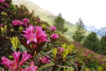 alpenroses
