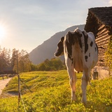 Kinderwagengerecht: Vicosoprano - Promontogno (oua_57092924_image)