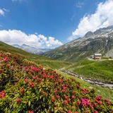 Frühling auf dem Splügenpass