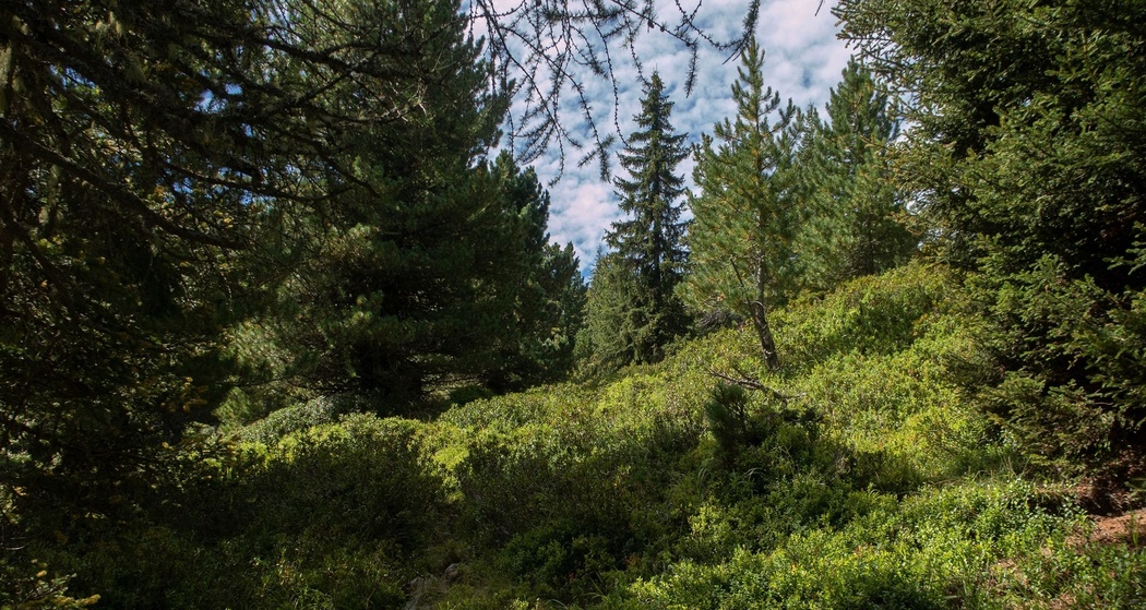006.05 Alpenpässe-Weg - Ausserferrera – Splügen (oua_58055604_image)