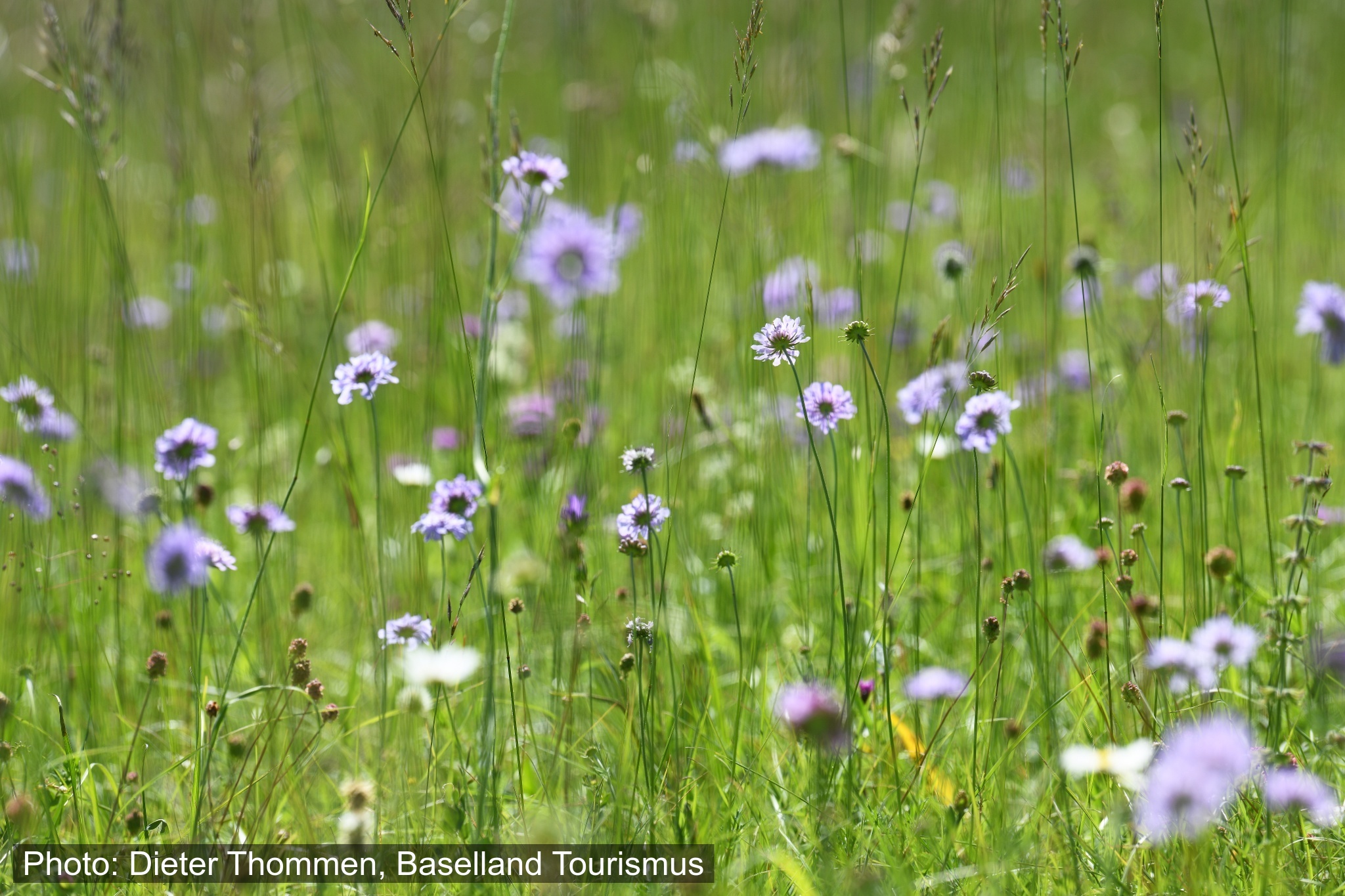 Baselbieter Meadow Route Dittingen - Laufen
