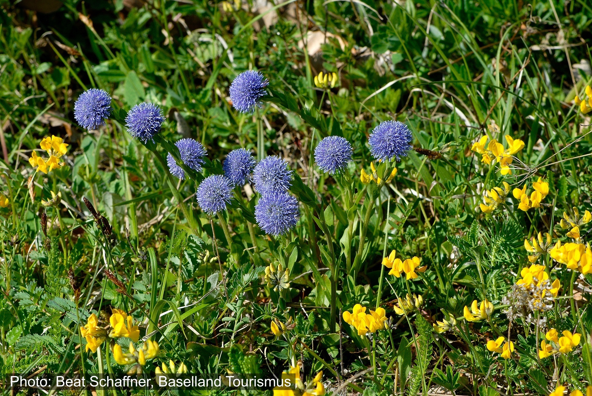 Baselbieter Wiesentour Arboldswil - Titterten
