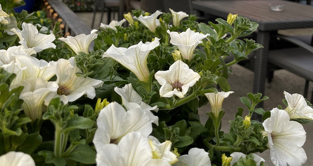 Ristorante Pizzeria Cairo (oua_58564475_image)